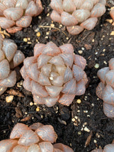 Load image into Gallery viewer, Haworthia obtusa cv. 'sky lantern' (stressed in dark color) - April Farm/Rare Succulents