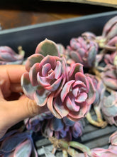 Load image into Gallery viewer, Echeveria Rainbow - April Farm/Rare Succulents