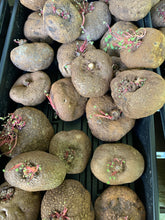 Load image into Gallery viewer, Stephania Cepharantha(2-8cm) - April Farm/Rare Succulents