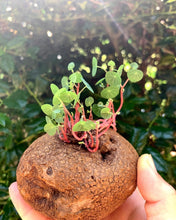 Load image into Gallery viewer, Stephania Cepharantha(2-8cm) - April Farm/Rare Succulents
