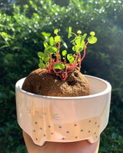 Load image into Gallery viewer, Stephania Cepharantha(2-8cm) - April Farm/Rare Succulents