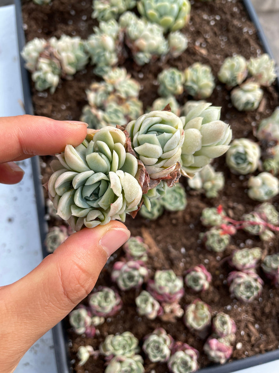 raspberry ice succulent Echeveria elegans Ice Raspberry