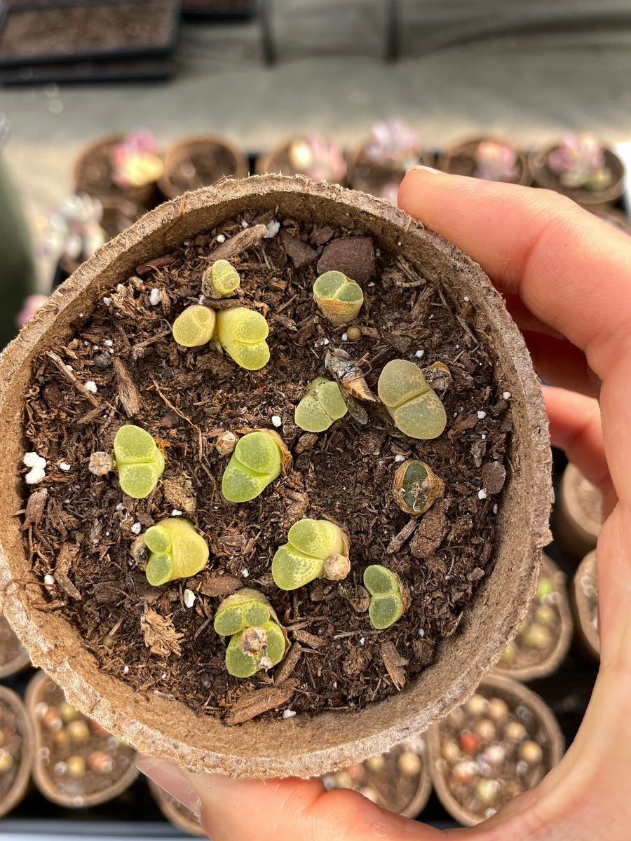 コノフィツム Conophytum friedrichiae Lithops friedrichiae