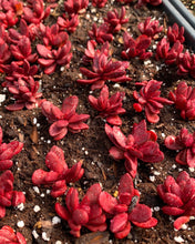 Load image into Gallery viewer, Graptoveria 'Clough' - April Farm/Rare Succulents