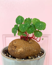 Load image into Gallery viewer, Stephania Cepharantha(2-8cm) - April Farm/Rare Succulents