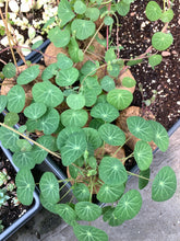 Load image into Gallery viewer, Stephania Cepharantha(2-8cm) - April Farm/Rare Succulents