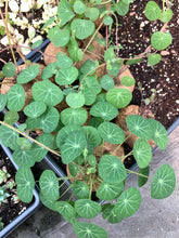 Load image into Gallery viewer, Stephania Cepharantha (2-8cm) - April Farm/Rare Succulents