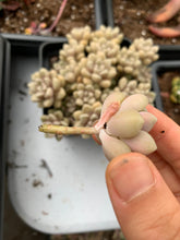 Load image into Gallery viewer, Graptopetalum Mendozae cutting - April Farm/Rare Succulents