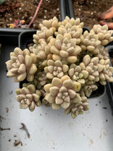 Load image into Gallery viewer, Graptopetalum Mendozae cutting - April Farm/Rare Succulents