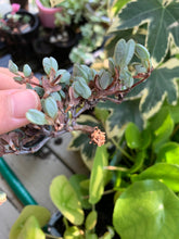 Load image into Gallery viewer, Echinus maximilianus cutting - April Farm/Rare Succulents