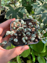 Load image into Gallery viewer, Echinus maximilianus cutting - April Farm/Rare Succulents
