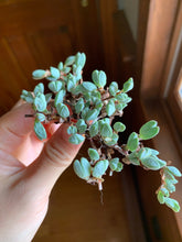 Load image into Gallery viewer, Echinus maximilianus cutting - April Farm/Rare Succulents