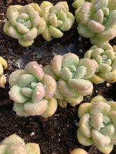 Load image into Gallery viewer, Graptosedum bubble candy - April Farm/Rare Succulents