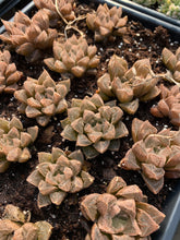 Load image into Gallery viewer, Haworthia cooperi "Sunset" - April Farm/Rare Succulents