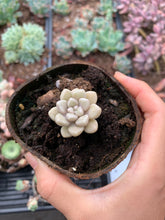Load image into Gallery viewer, Graptopetalum Mendozae cutting - April Farm/Rare Succulents