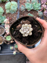 Load image into Gallery viewer, Graptopetalum Mendozae cutting - April Farm/Rare Succulents