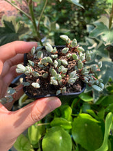 Load image into Gallery viewer, Echinus maximilianus cutting - April Farm/Rare Succulents