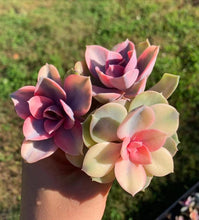 Load image into Gallery viewer, Echeveria Rainbow - April Farm/Rare Succulents
