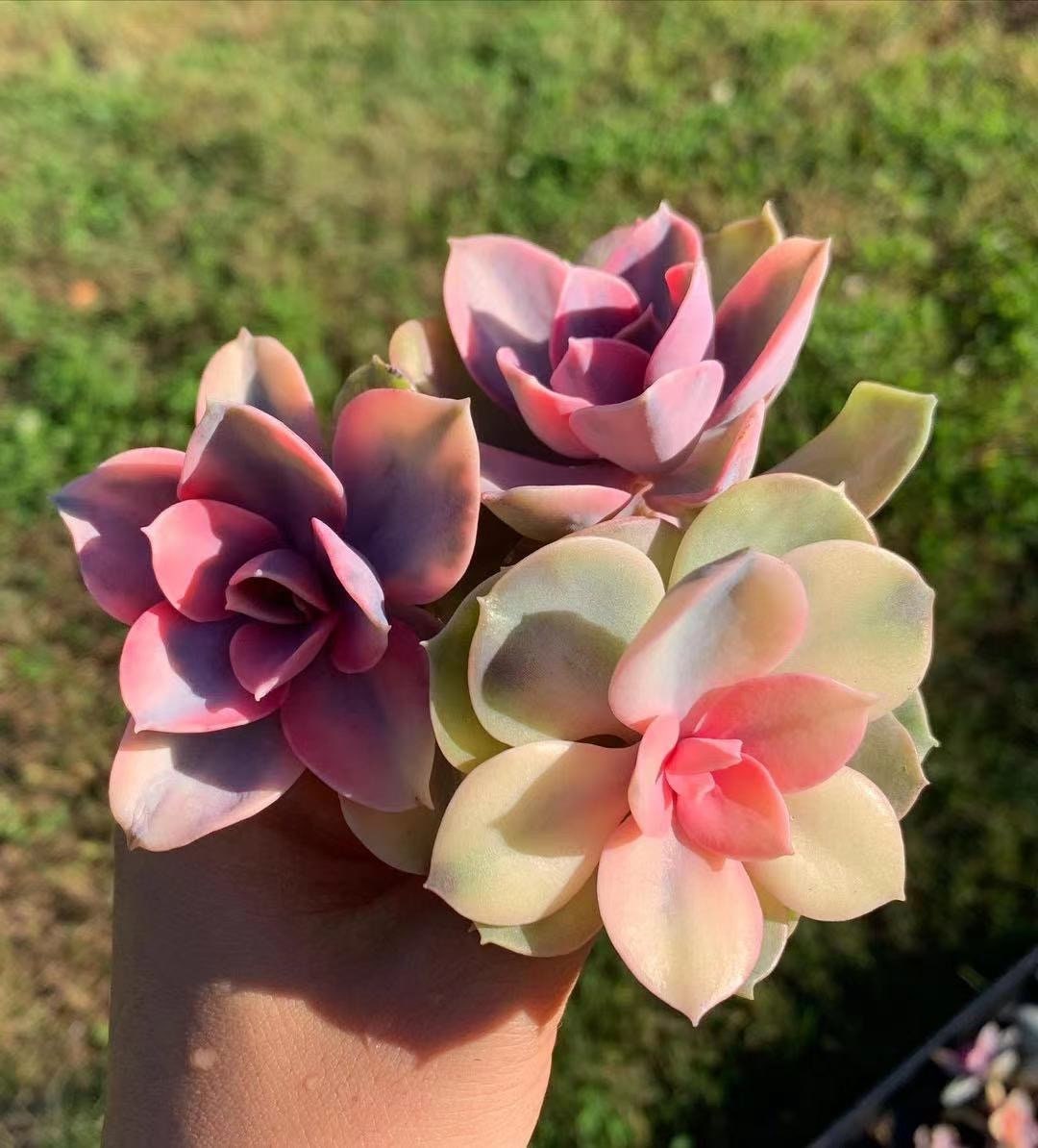Echeveria Rainbow - April Farm/Rare Succulents