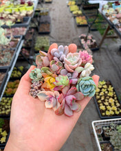 Load image into Gallery viewer, Baby succulent/cactus cuttings - April Farm/Rare Succulents
