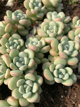 Load image into Gallery viewer, Graptosedum bubble candy - April Farm/Rare Succulents