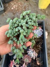 Load image into Gallery viewer, Echinus maximilianus large cutting - April Farm/Rare Succulents