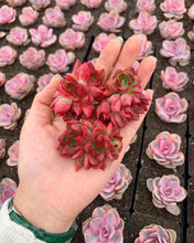 Load image into Gallery viewer, Echeveria Flori Anna small cluster - April Farm/Rare Succulents