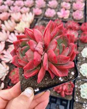 Load image into Gallery viewer, Echeveria Flori Anna - April Farm/Rare Succulents