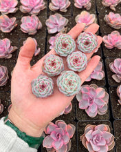 Load image into Gallery viewer, Echeveria Red Velvet (mini succulent green in summer) - April Farm/Rare Succulents