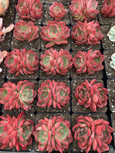 Load image into Gallery viewer, Echeveria Flori Anna - April Farm/Rare Succulents