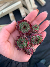 Load image into Gallery viewer, Sempervivum sp. (mini succulent single head) - April Farm/Rare Succulents