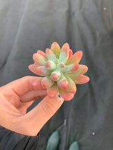 Load image into Gallery viewer, Sedum pachy "Rose Star" - April Farm/Rare Succulents