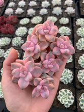 Load image into Gallery viewer, Graptopetalum Variegated mini pink Tituban single head cutting - April Farm/Rare Succulents