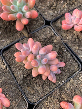 Load image into Gallery viewer, Sedum pachy "Rose Star" - April Farm/Rare Succulents