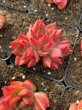 Load image into Gallery viewer, Echeveria Flori Anna small cluster - April Farm/Rare Succulents