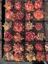 Load image into Gallery viewer, Echeveria Agavoides ssp. Randomly pick - April Farm/Rare Succulents