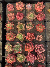 Load image into Gallery viewer, Echeveria Agavoides ssp. Randomly pick - April Farm/Rare Succulents