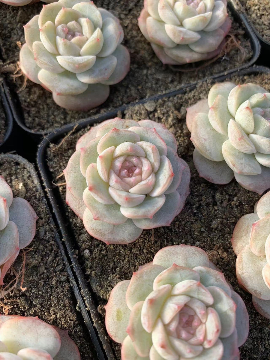 pound of love succulent Echeveria Pure Love