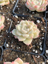 Load image into Gallery viewer, Echeveria Elegans sp. White Queen (mini succulent) - April Farm/Rare Succulents