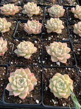 Load image into Gallery viewer, Echeveria Elegans sp. White Queen (mini succulent) - April Farm/Rare Succulents