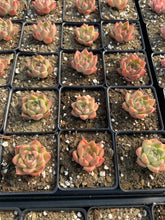 Load image into Gallery viewer, Echeveria Quartz (mini succulent single head) - April Farm/Rare Succulents