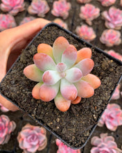 Load image into Gallery viewer, Sedum pachy "Rose Star" - April Farm/Rare Succulents