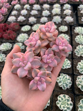 Load image into Gallery viewer, Graptopetalum Variegated mini pink Tituban single head cutting - April Farm/Rare Succulents
