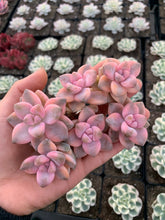 Load image into Gallery viewer, Graptopetalum Variegated mini pink Tituban single head cutting - April Farm/Rare Succulents