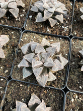 Load image into Gallery viewer, Haworthia pygmaea - April Farm/Rare Succulents