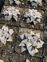 Load image into Gallery viewer, Haworthia pygmaea - April Farm/Rare Succulents
