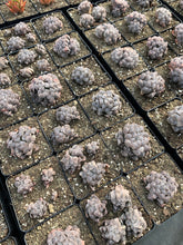 Load image into Gallery viewer, Haworthia Obtuse cv. 'Blue Mirror' (stressed in dark color) - April Farm/Rare Succulents