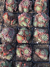 Load image into Gallery viewer, Echeveria Minima old version - April Farm/Rare Succulents