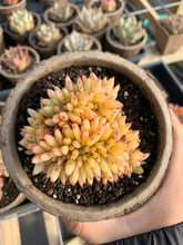 Load image into Gallery viewer, Echeveria Agavoides Elkhon crested succulent - April Farm/Rare Succulents