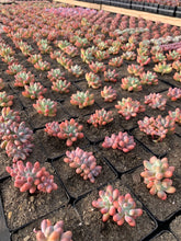 Load image into Gallery viewer, Sedum pachy "Rose Star" - April Farm/Rare Succulents